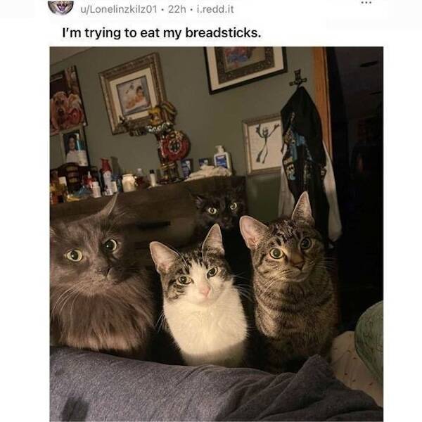 Cat Humor At Its Finest