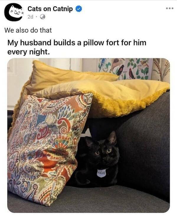 Cat Humor At Its Finest