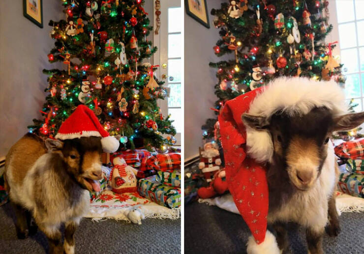 Hilarious Christmas Photos That Spread Cheer