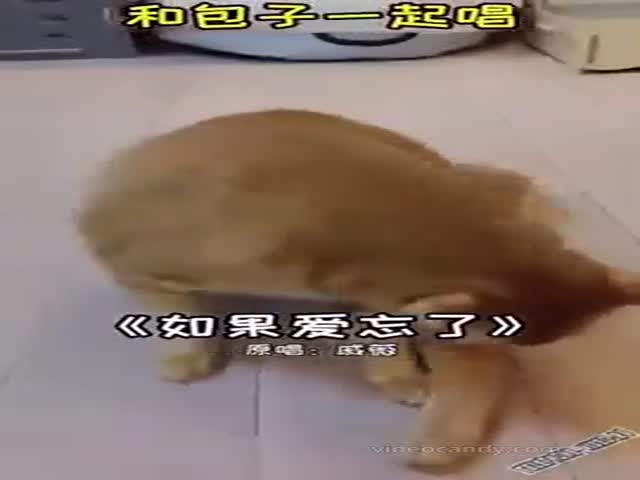 Chinese Cat