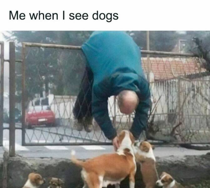 Memes That Prove Dogs Are Pure Magic