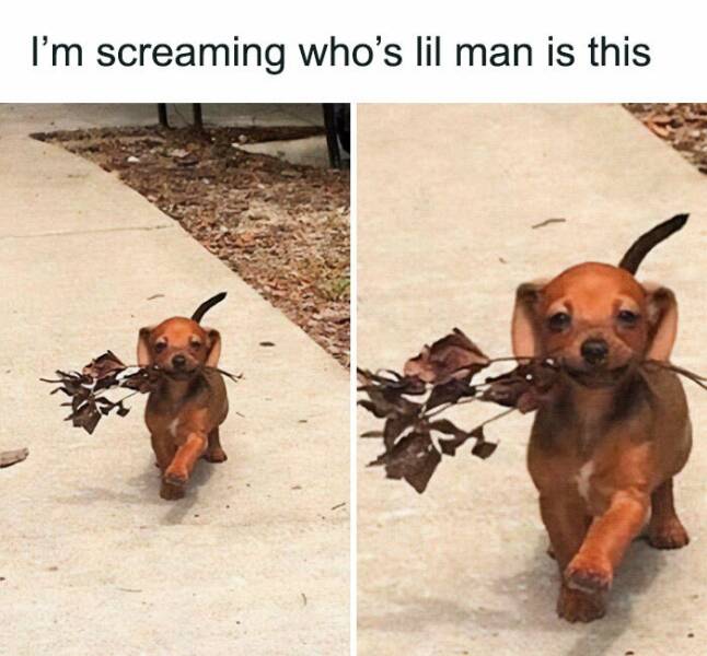 Memes That Prove Dogs Are Pure Magic