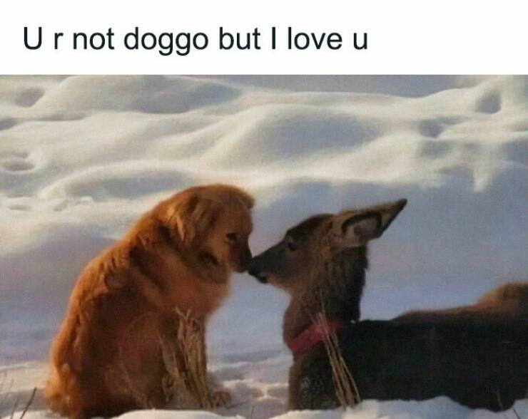 Memes That Prove Dogs Are Pure Magic