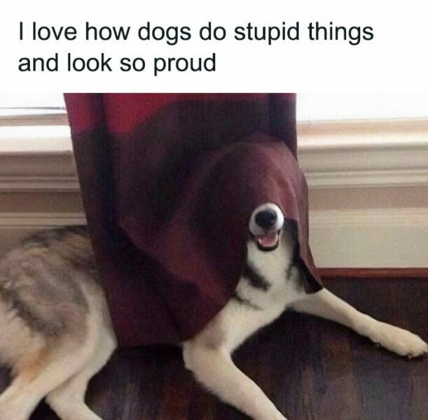 Memes That Prove Dogs Are Pure Magic