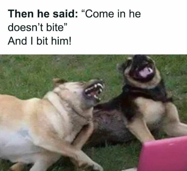 Memes That Prove Dogs Are Pure Magic