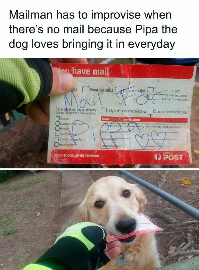 Memes That Prove Dogs Are Pure Magic