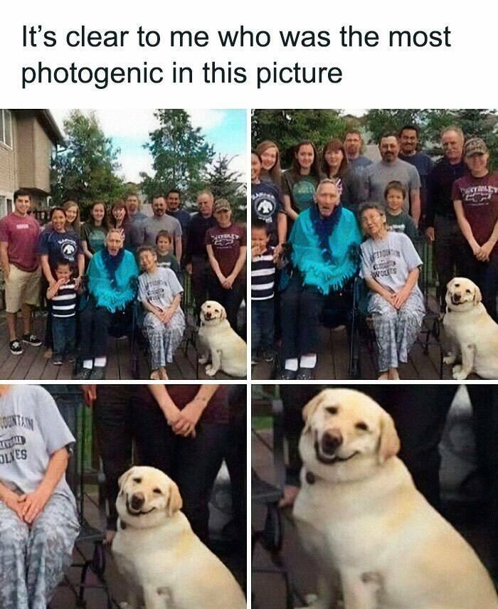 Memes That Prove Dogs Are Pure Magic