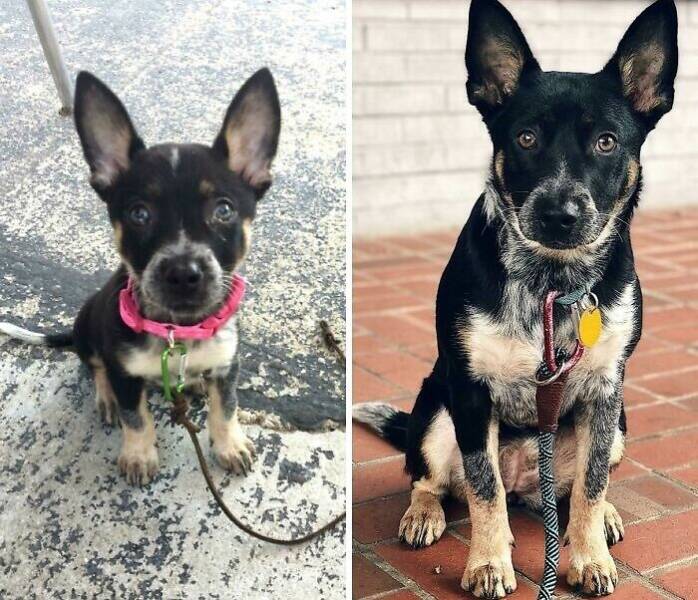 Before-and-After Photos Of Dogs Growing Up