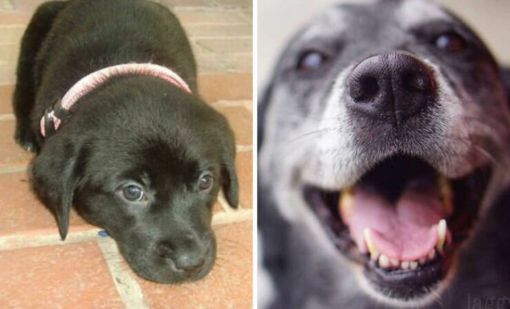 Before-and-After Photos Of Dogs Growing Up