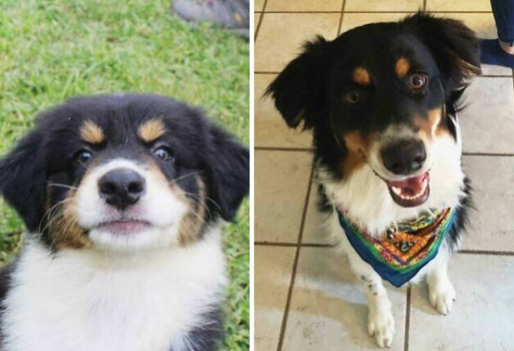 Before-and-After Photos Of Dogs Growing Up