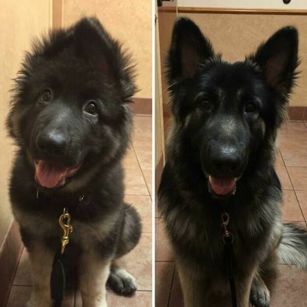 Before-and-After Photos Of Dogs Growing Up