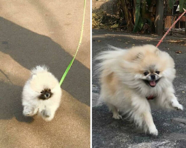 Before-and-After Photos Of Dogs Growing Up