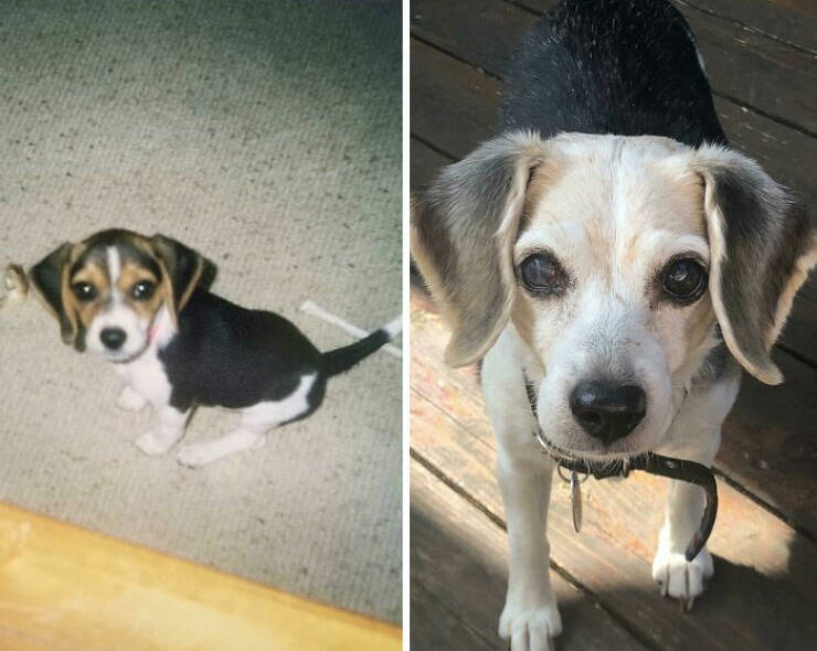 Before-and-After Photos Of Dogs Growing Up