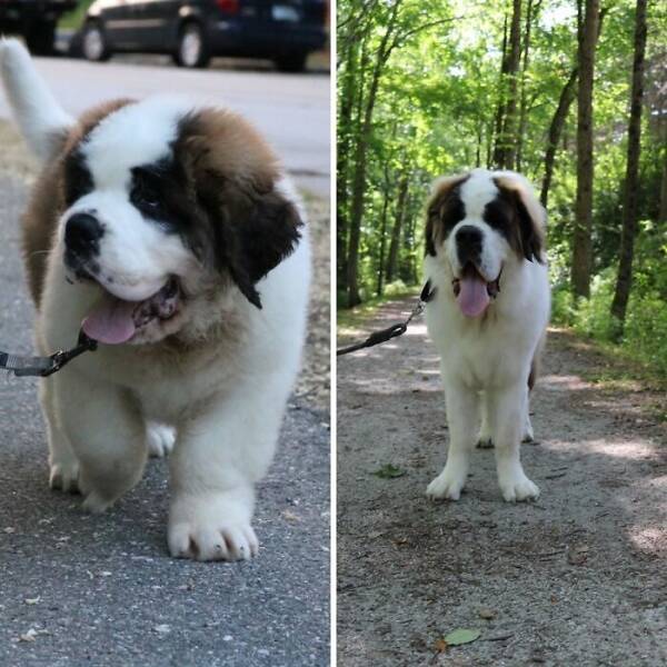 Before-and-After Photos Of Dogs Growing Up