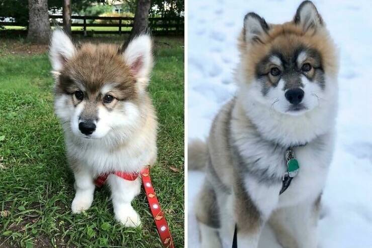 Before-and-After Photos Of Dogs Growing Up