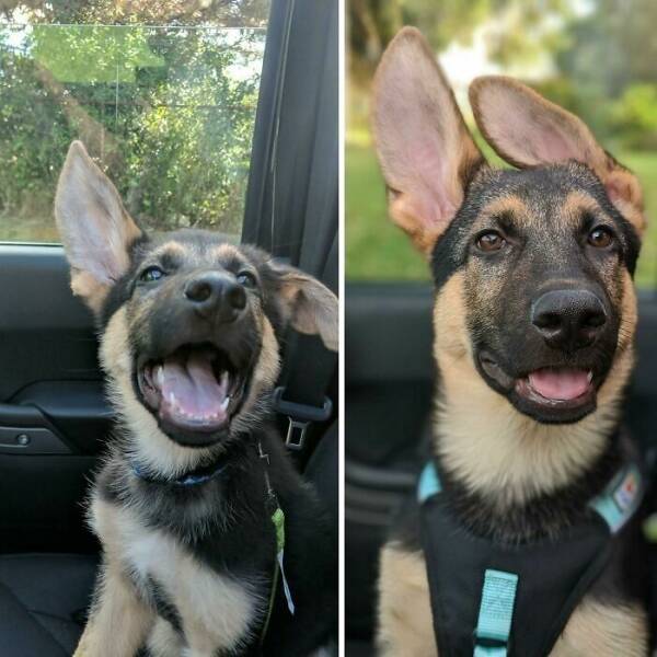 Before-and-After Photos Of Dogs Growing Up