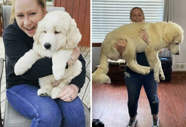 Before-and-After Photos Of Dogs Growing Up