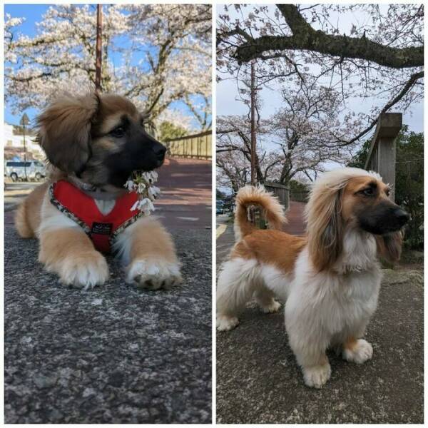 Before-and-After Photos Of Dogs Growing Up