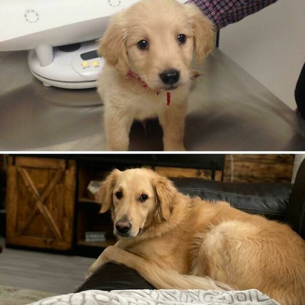 Before-and-After Photos Of Dogs Growing Up