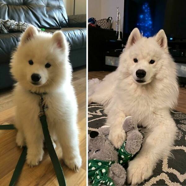 Before-and-After Photos Of Dogs Growing Up