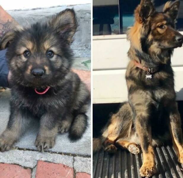 Before-and-After Photos Of Dogs Growing Up