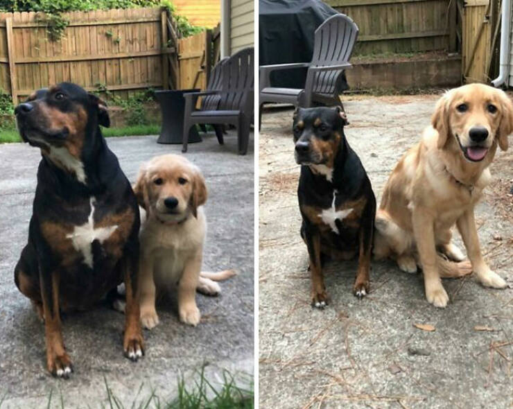 Before-and-After Photos Of Dogs Growing Up