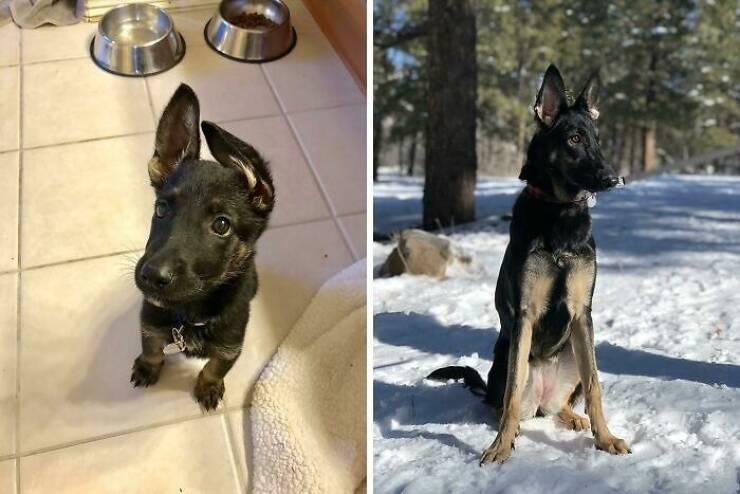 Before-and-After Photos Of Dogs Growing Up