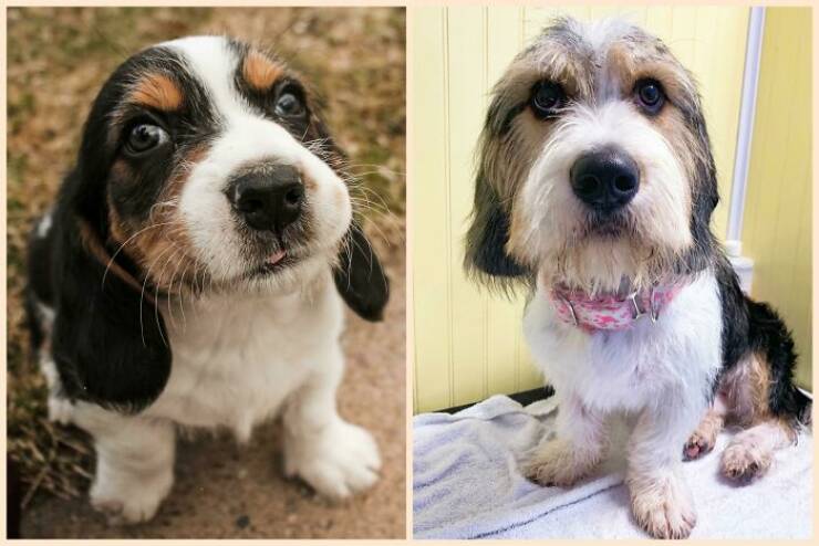 Before-and-After Photos Of Dogs Growing Up