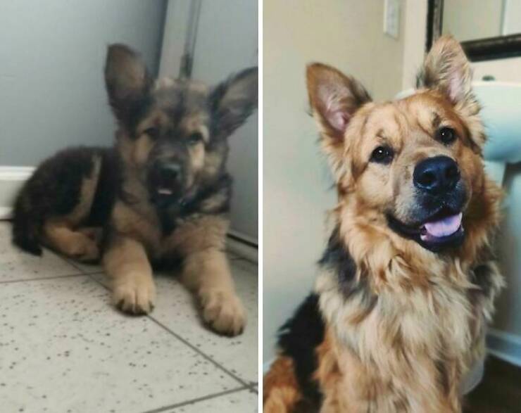 Before-and-After Photos Of Dogs Growing Up