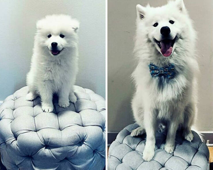 Before-and-After Photos Of Dogs Growing Up