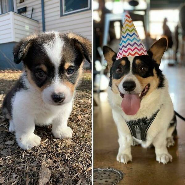 Before-and-After Photos Of Dogs Growing Up