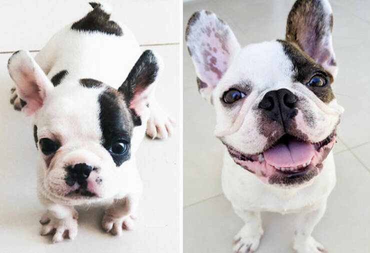 Before-and-After Photos Of Dogs Growing Up