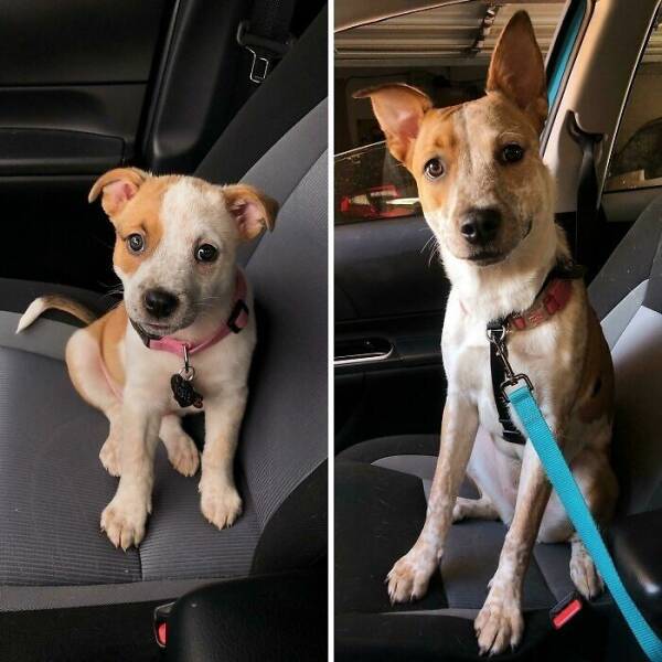 Before-and-After Photos Of Dogs Growing Up