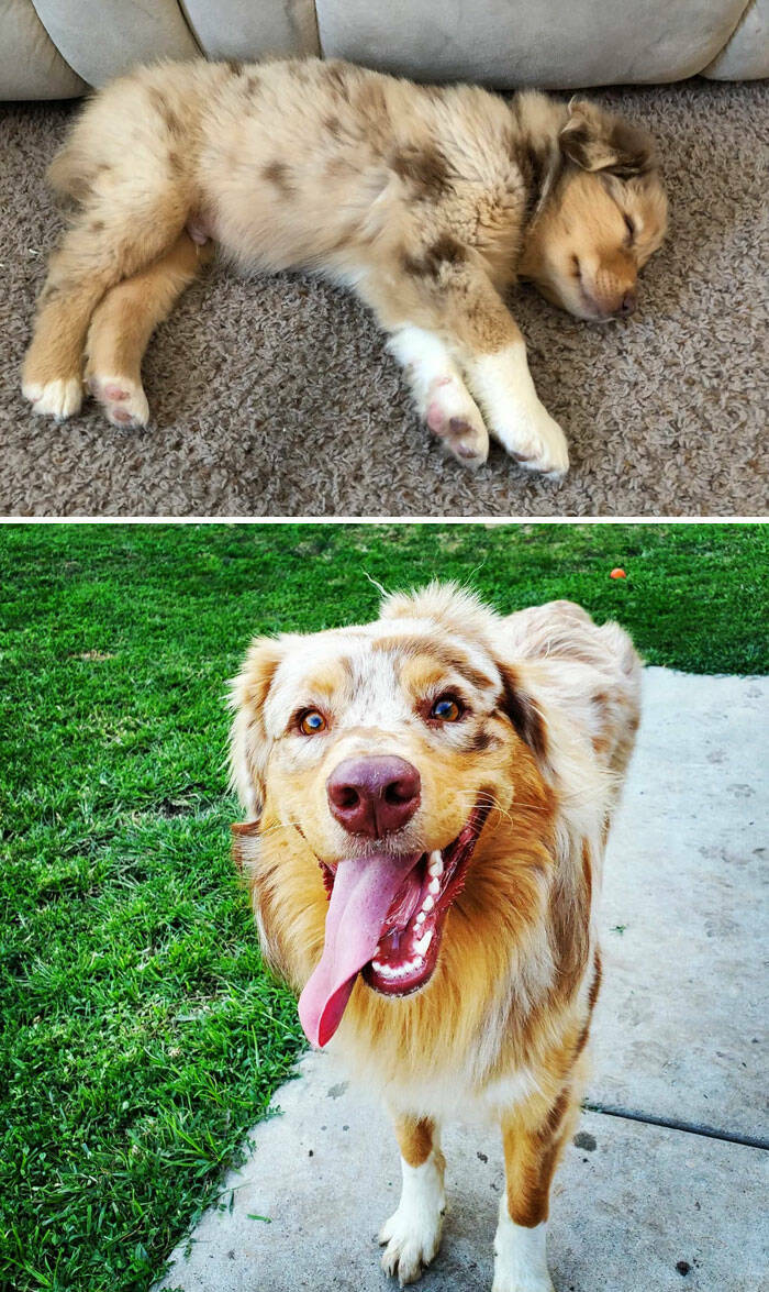 Before-and-After Photos Of Dogs Growing Up