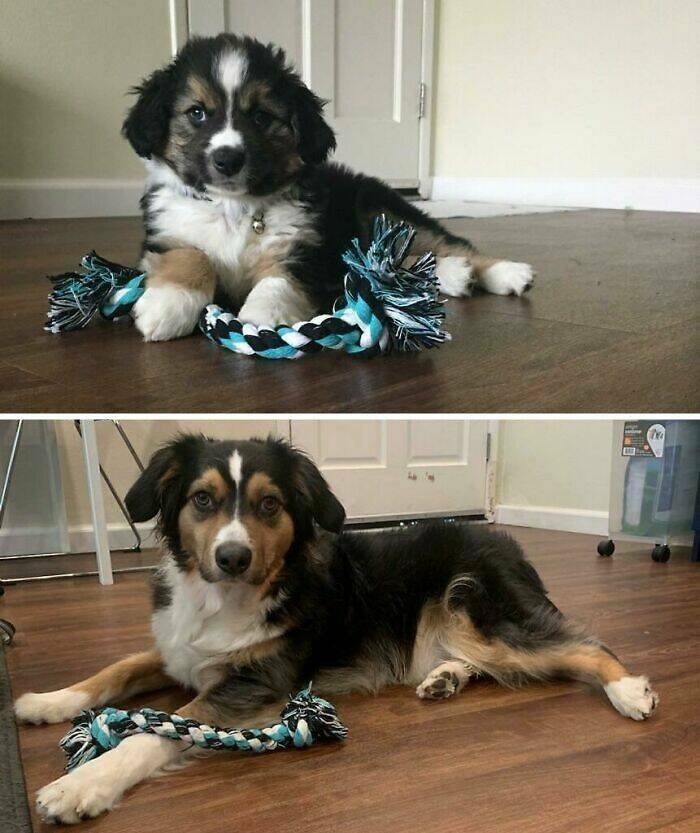 Before-and-After Photos Of Dogs Growing Up