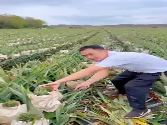 Pineapple Farm In China