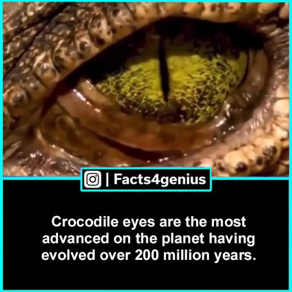 Fascinating Facts For The Curious Mind