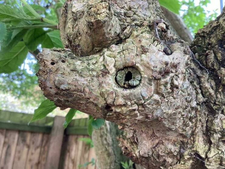 Fascinating Examples Of Pareidolia