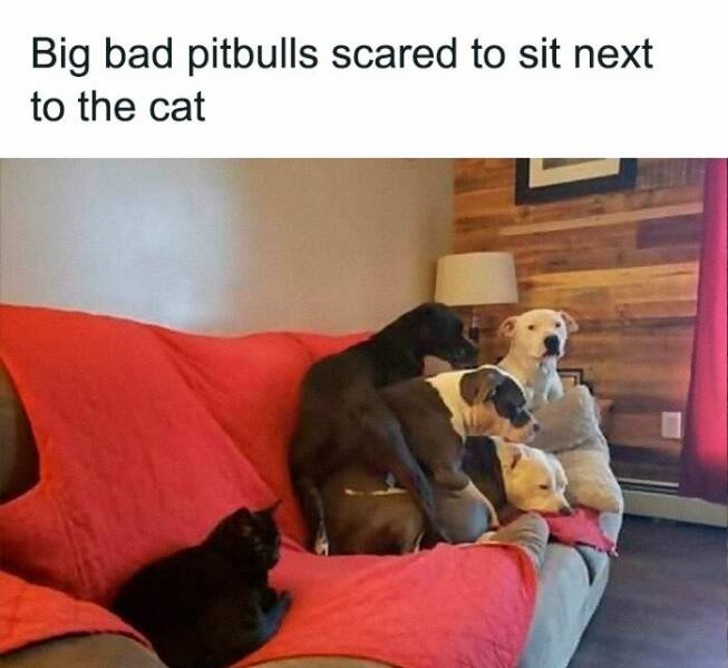 Memes That Prove Animals Are The Funniest