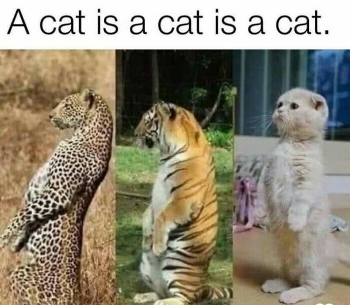 Memes That Prove Animals Are The Funniest