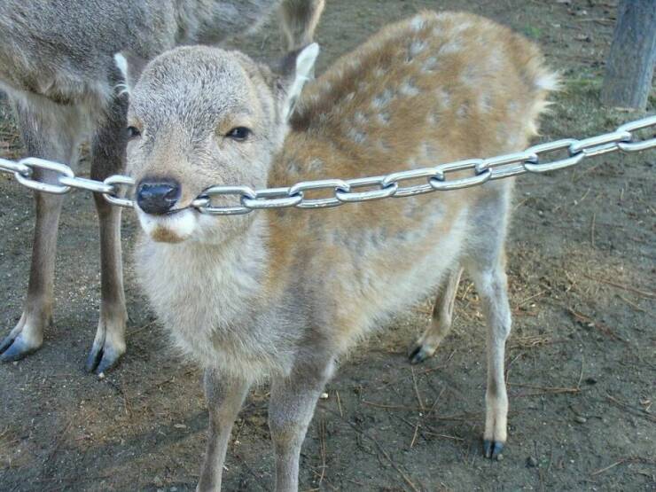 Animals Being Adorably Funny