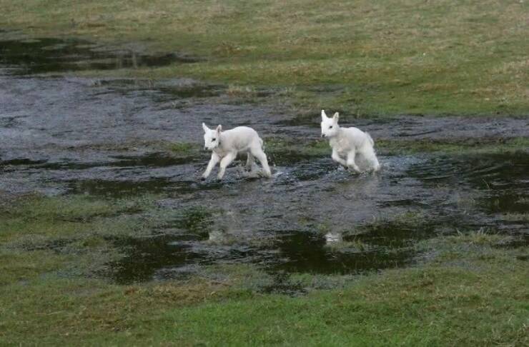 Animals Being Adorably Funny