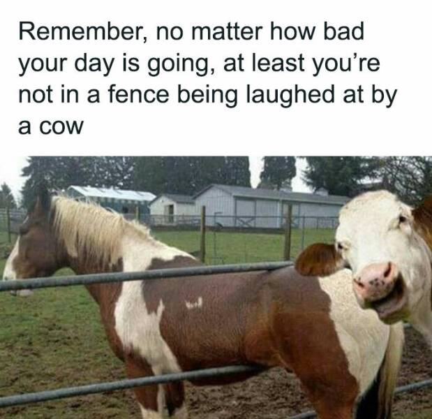 Memes That Show The Realities Of Country Life