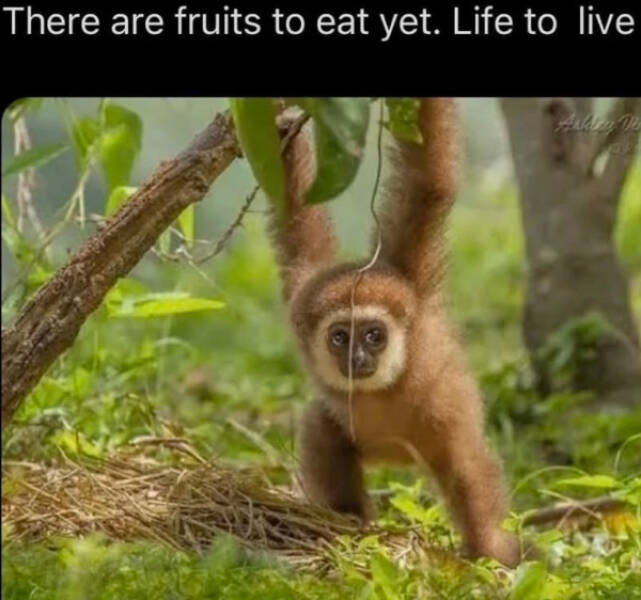 Uplifting Memes To Keep You Smiling