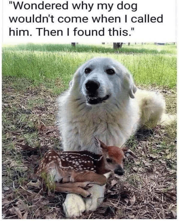 Uplifting Memes To Keep You Smiling