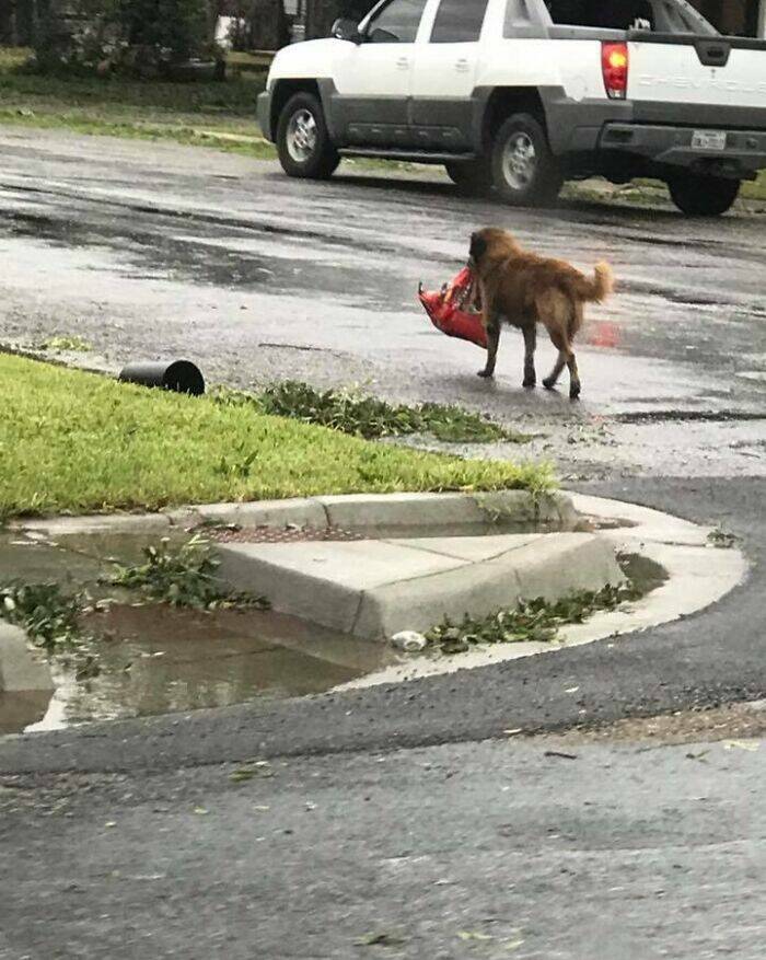 Humans And Animals Standing Strong Against Nature