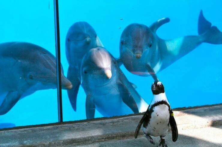 Amusing Animal Photos To Make You Smile