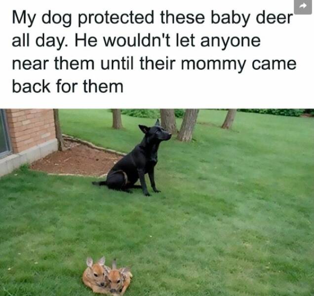 Amusing Animal Photos To Make You Smile