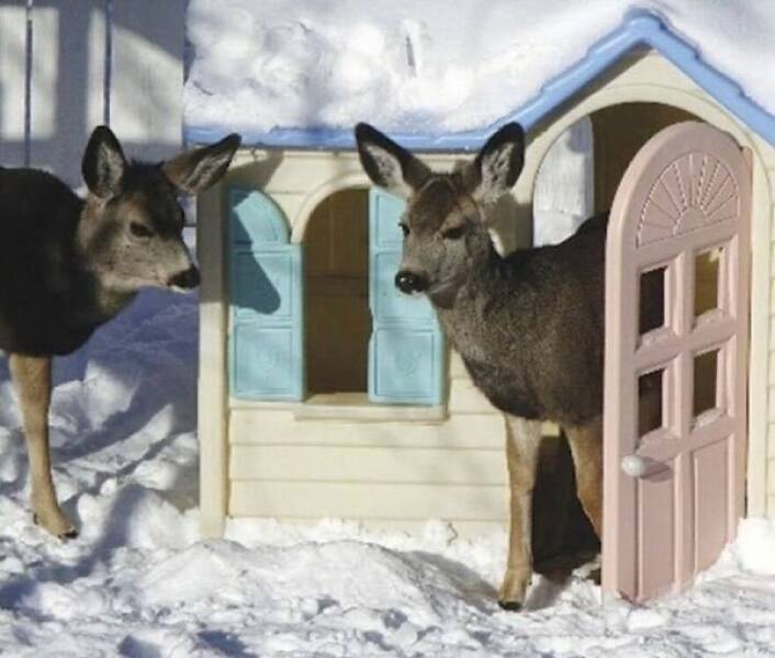 Amusing Animal Photos To Make You Smile