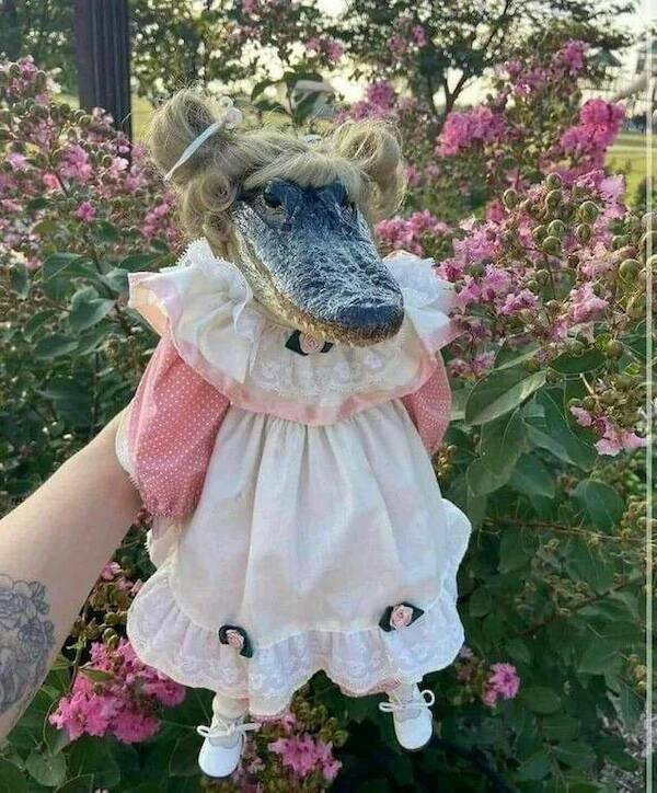 Amusing Animal Photos To Make You Smile